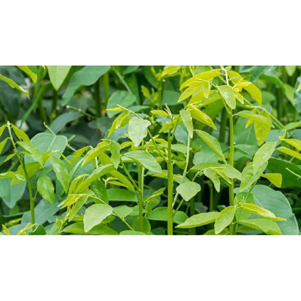 

Daun katuk segar sehat penambah asi 250 gr