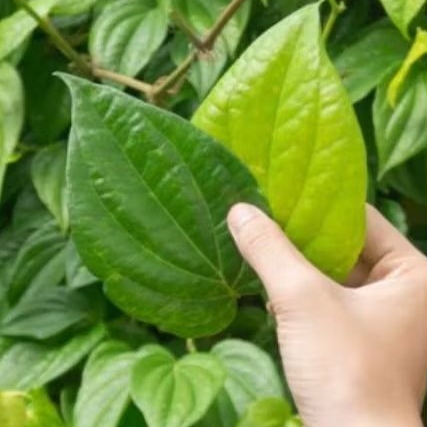 

50 Lembar daun sirih hijau herbal segar harga terjangkau