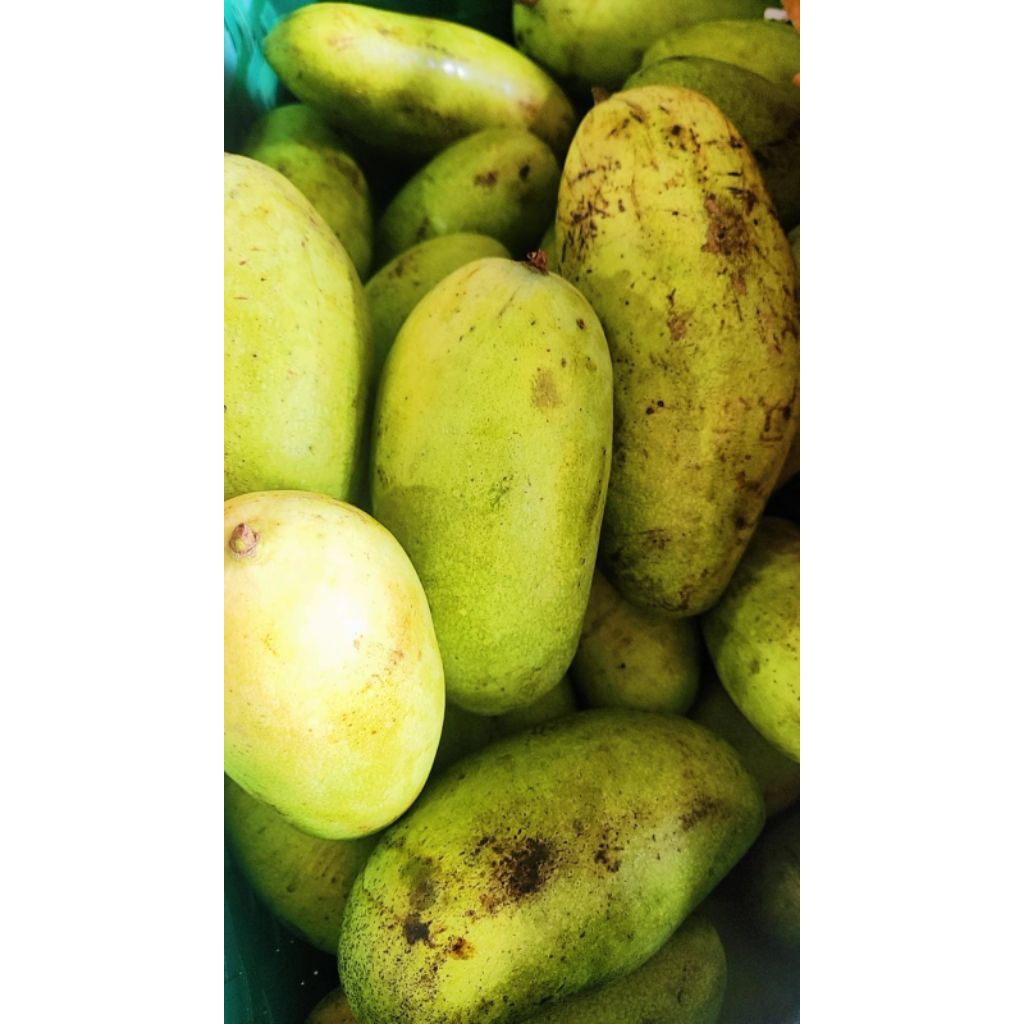 

Mangga Golek