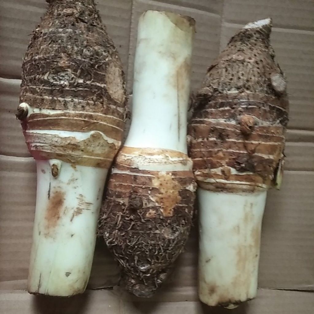 

Umbi Bentol / Bentoel / Bentul talas segar