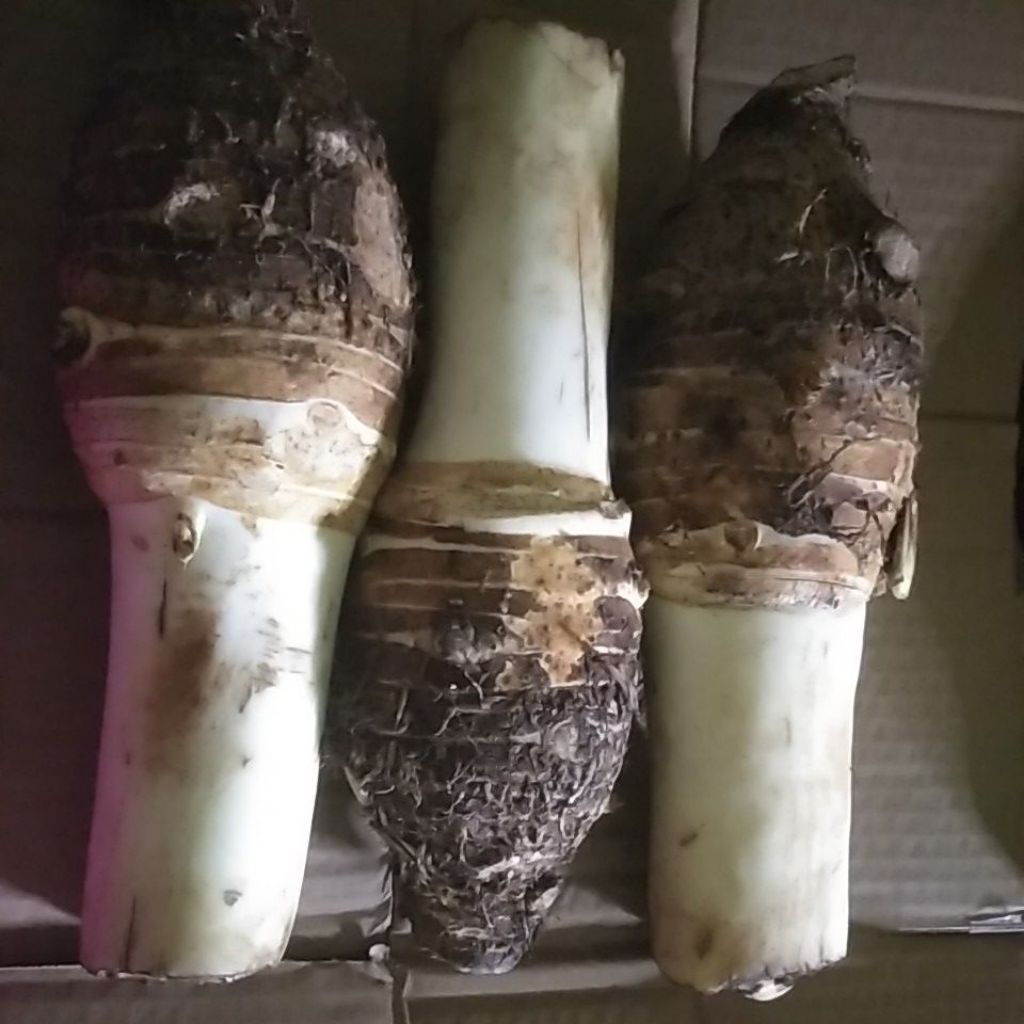 

UMBIAN BENTUL / BENTOEL / TALAS segar kilogram