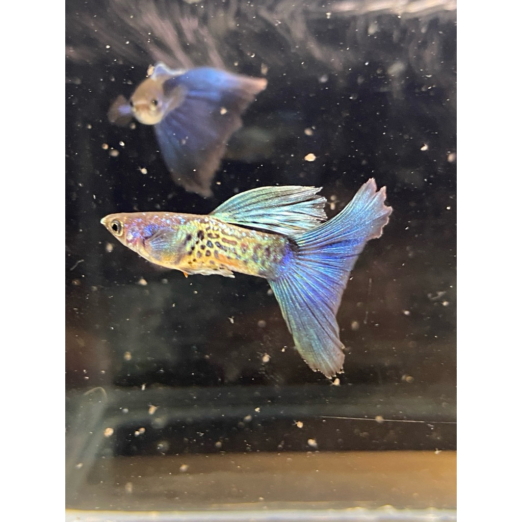 Ikan Guppy Metal Snake Skin Blue Tail (MSSBT)
