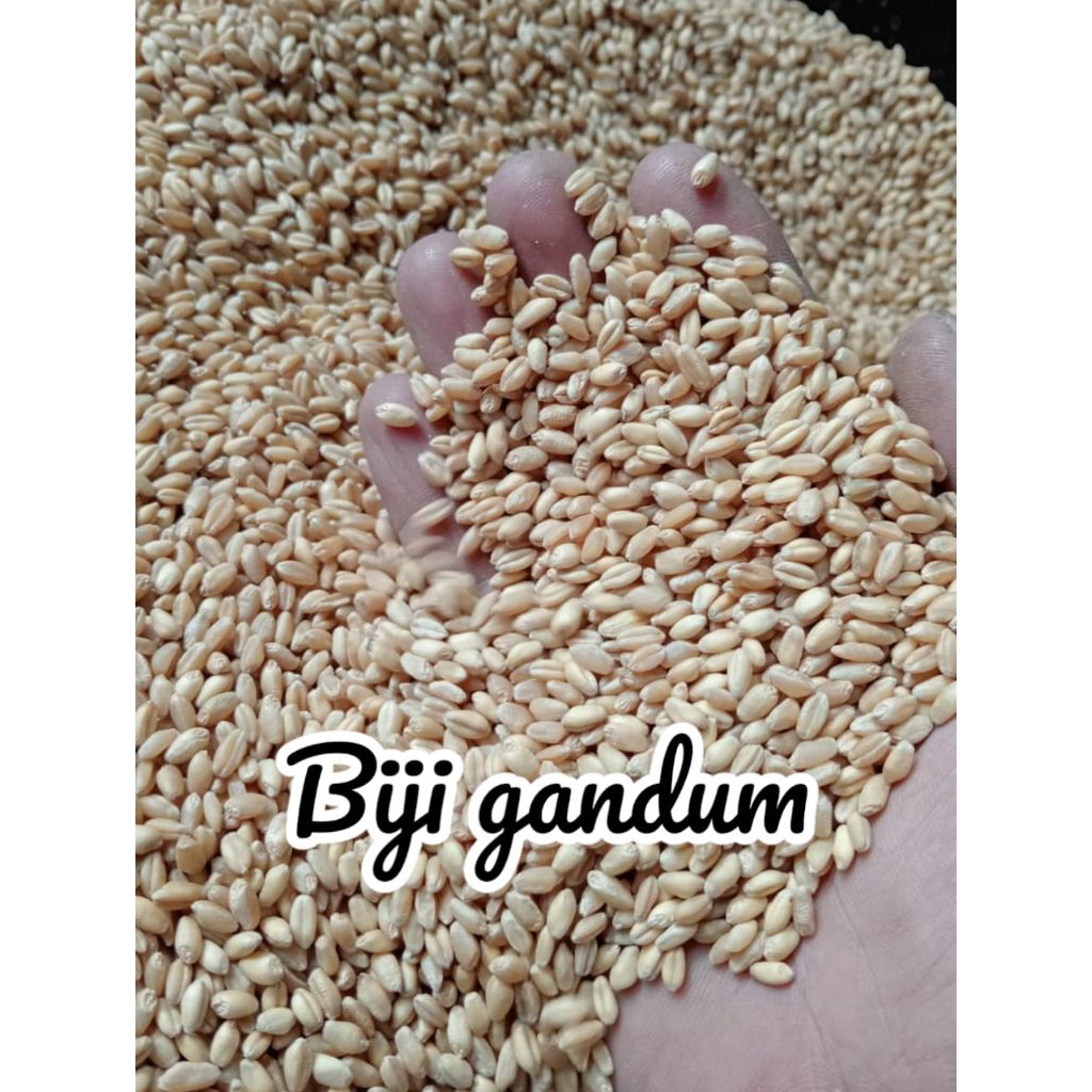 1 KG BIJI GANDUM - BENIH GANDUM - WHEATGRASS