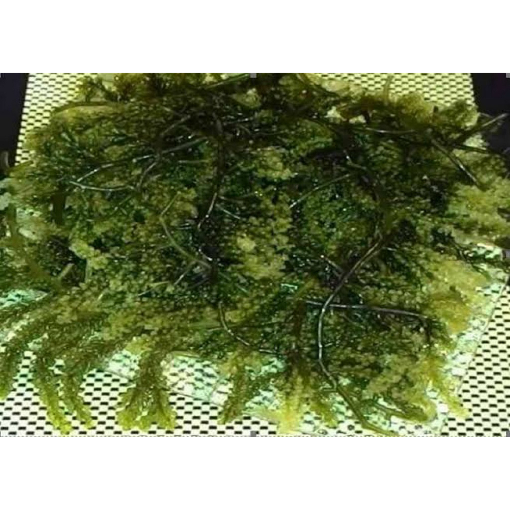 

Anggur laut 1 kg fresh