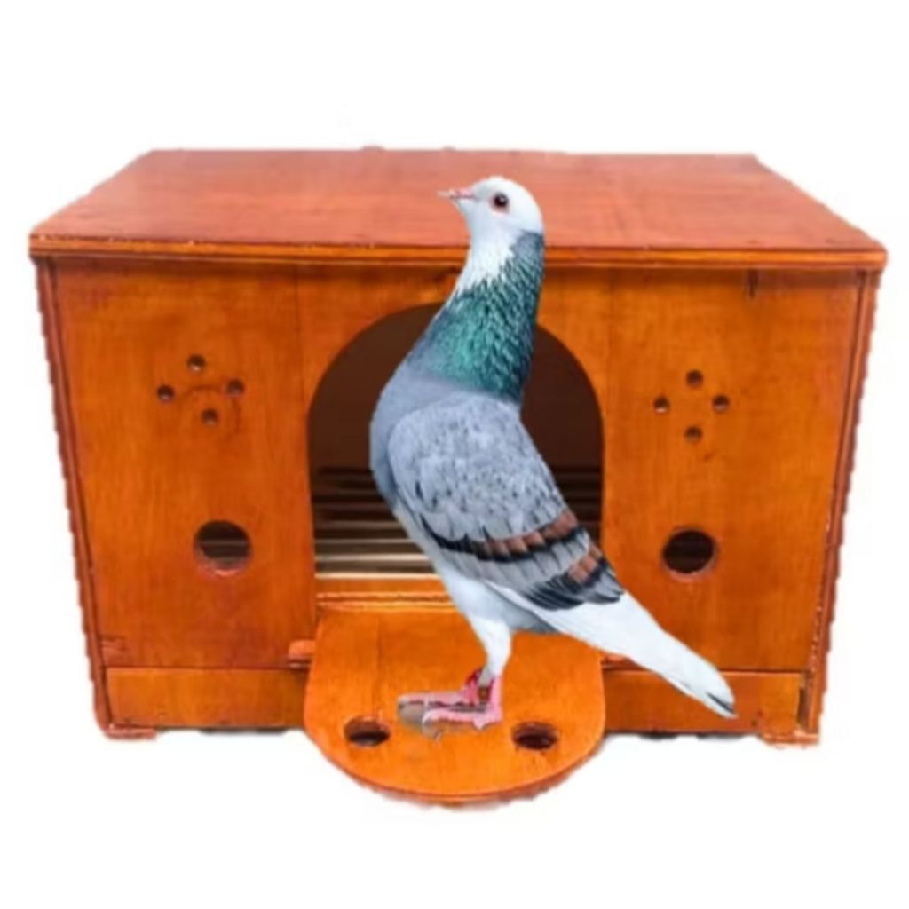 gupon merpati dari triplek kokoh....tebal