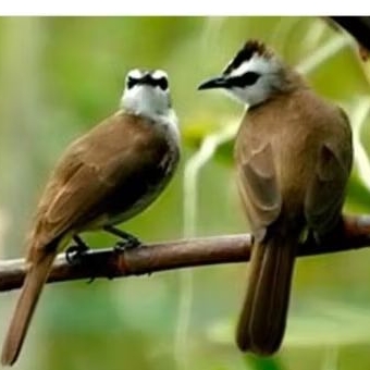 TRUCUKAN JATIM JANTAN SUPER ring DJ