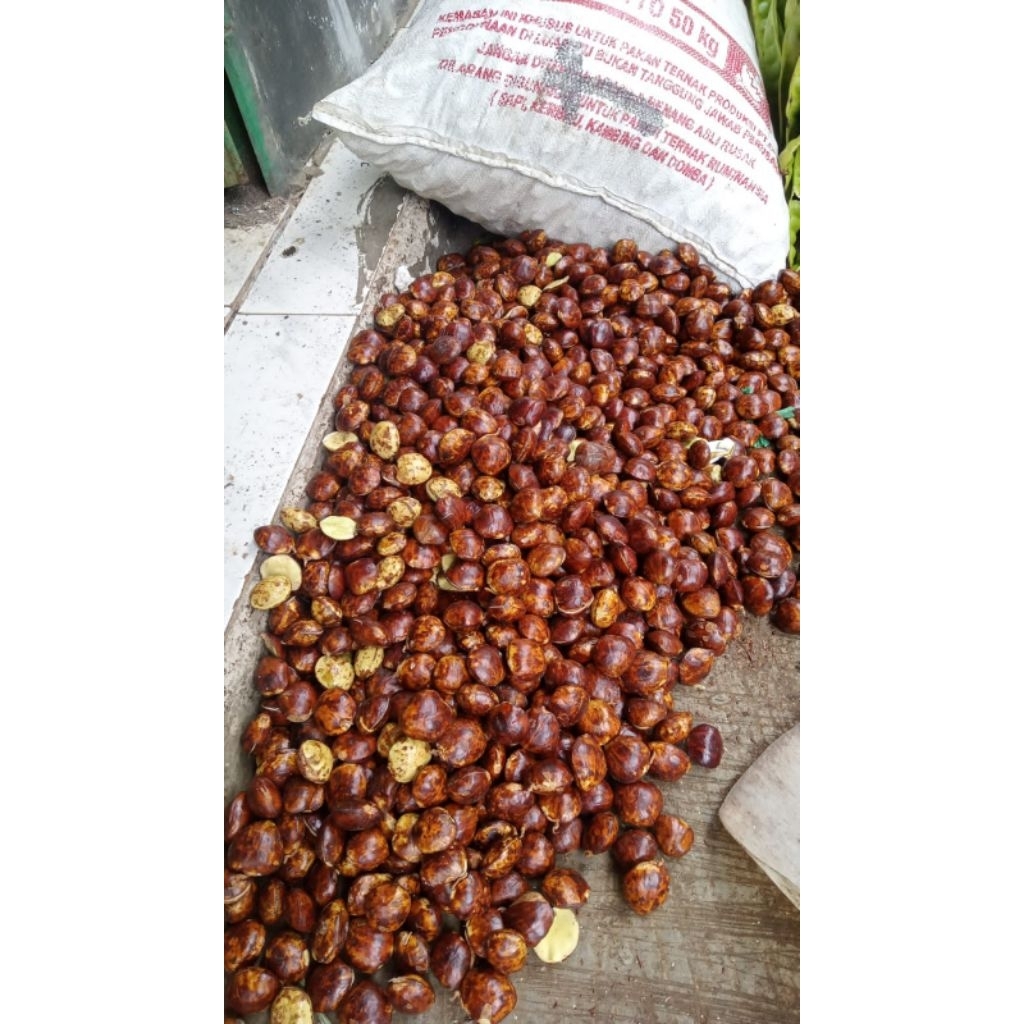 

jengkol full tua 1 kilo gram