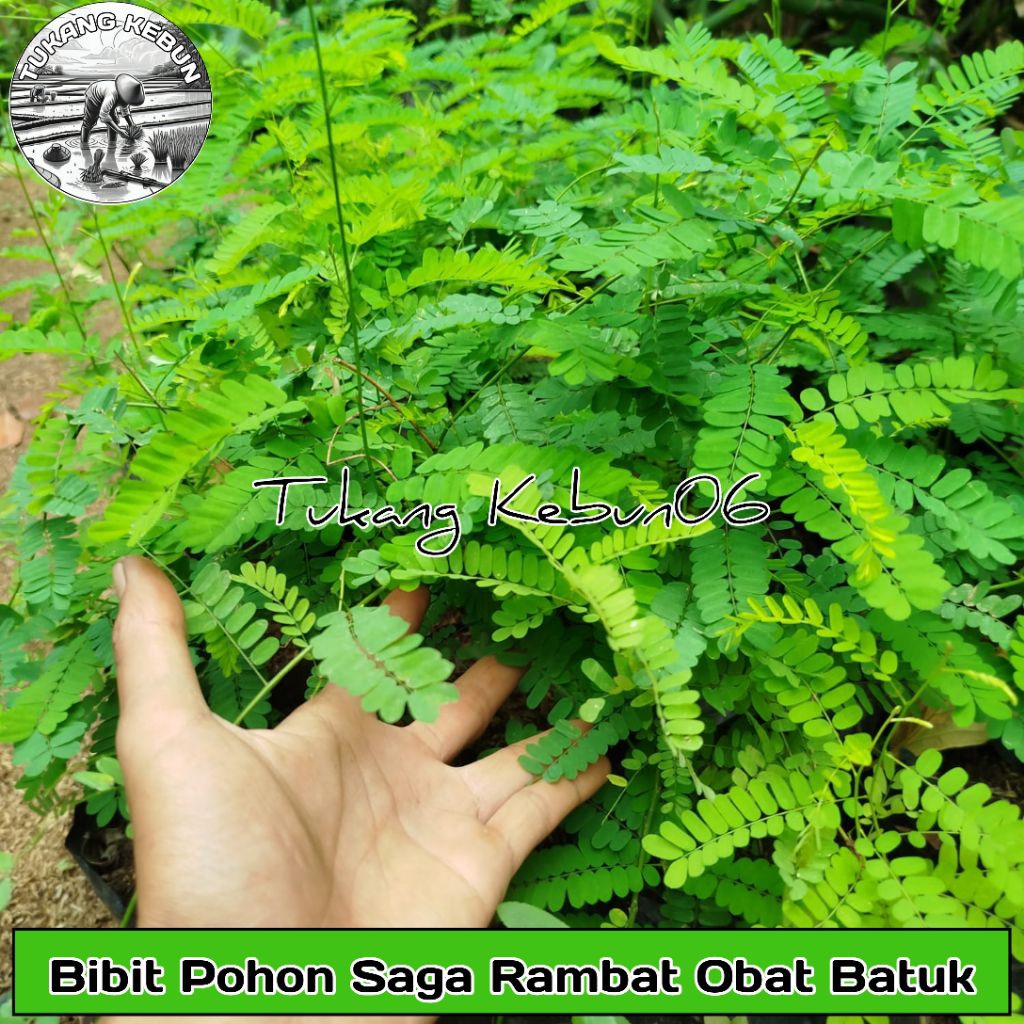Tanaman Obat Bibit Pohon Saga Rambat Saga Manis Pohon Herbal