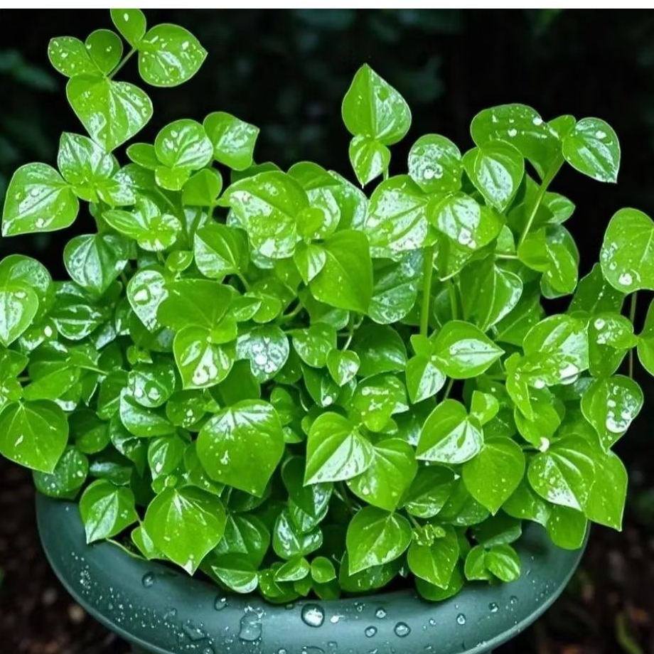 

Daun sirih cina (ketumpang air) suruhan segar berat 100 gram berkualitas