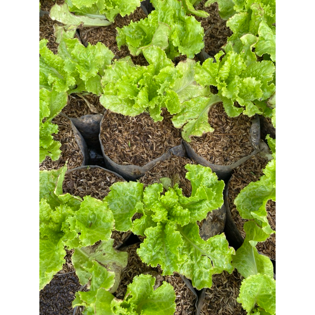 Tanaman Selada bokor/selada keriting