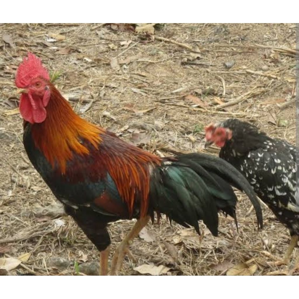 

Ayam Jago Kampung 230000