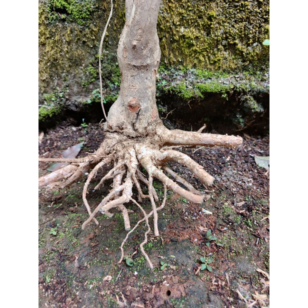 Bonggol kayu senggani jumbo aquascape