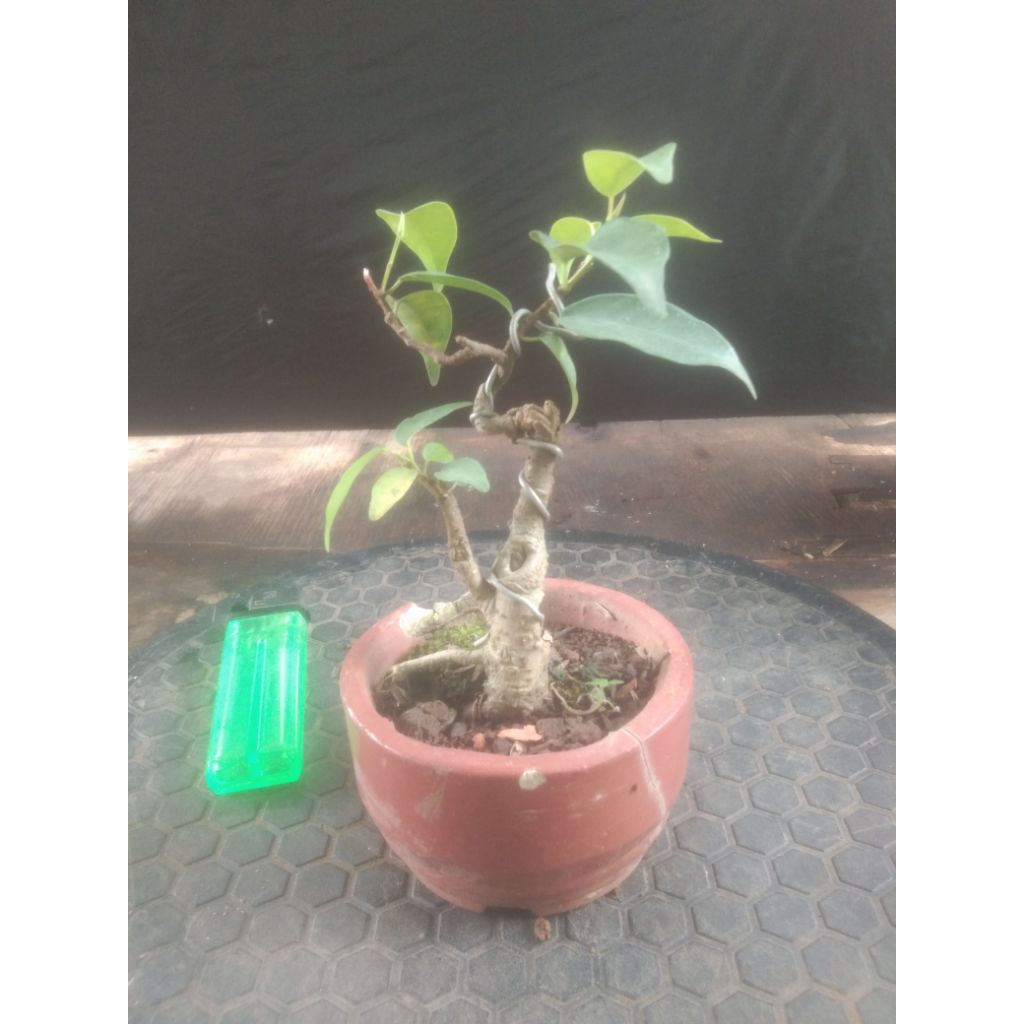 Bonsai beringin benjamin mini