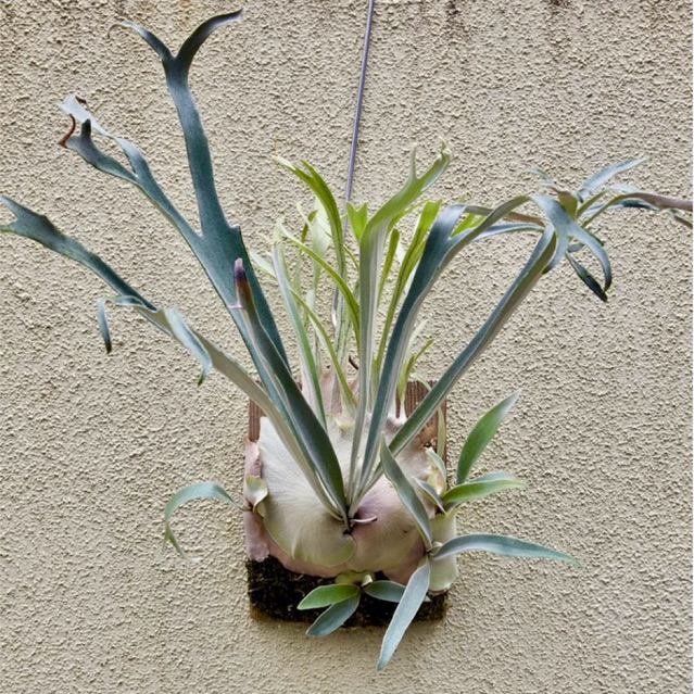 Tanaman Tanduk Rusa Platycerium Veitchii ‘Wild’ - Medium Size