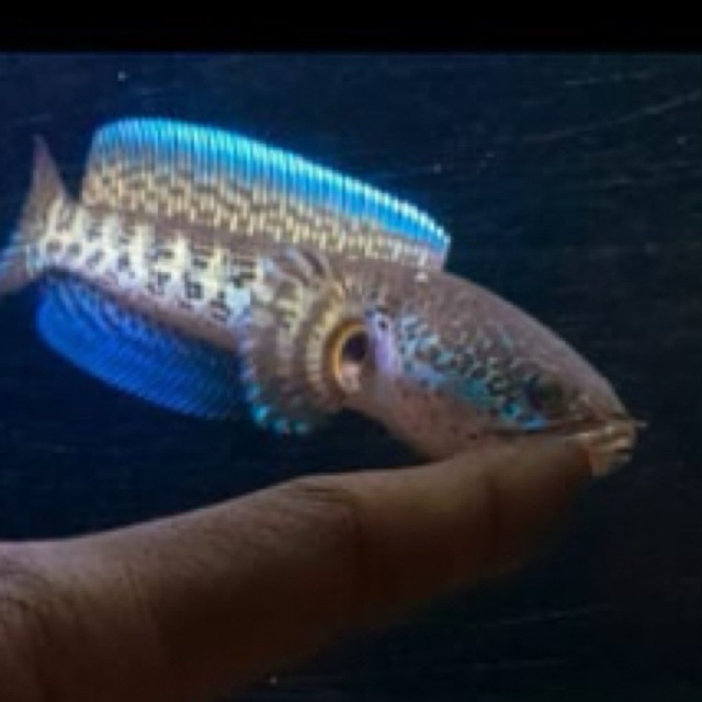 baby auranti cb 6-7 cm full pelet rim putih