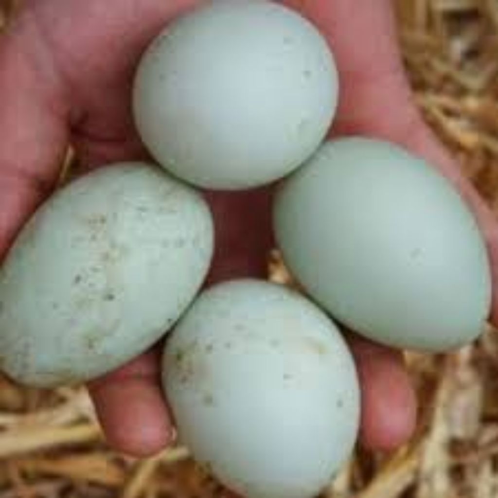 

Telur Bebek fertil untuk ditetaskan bebek petelur