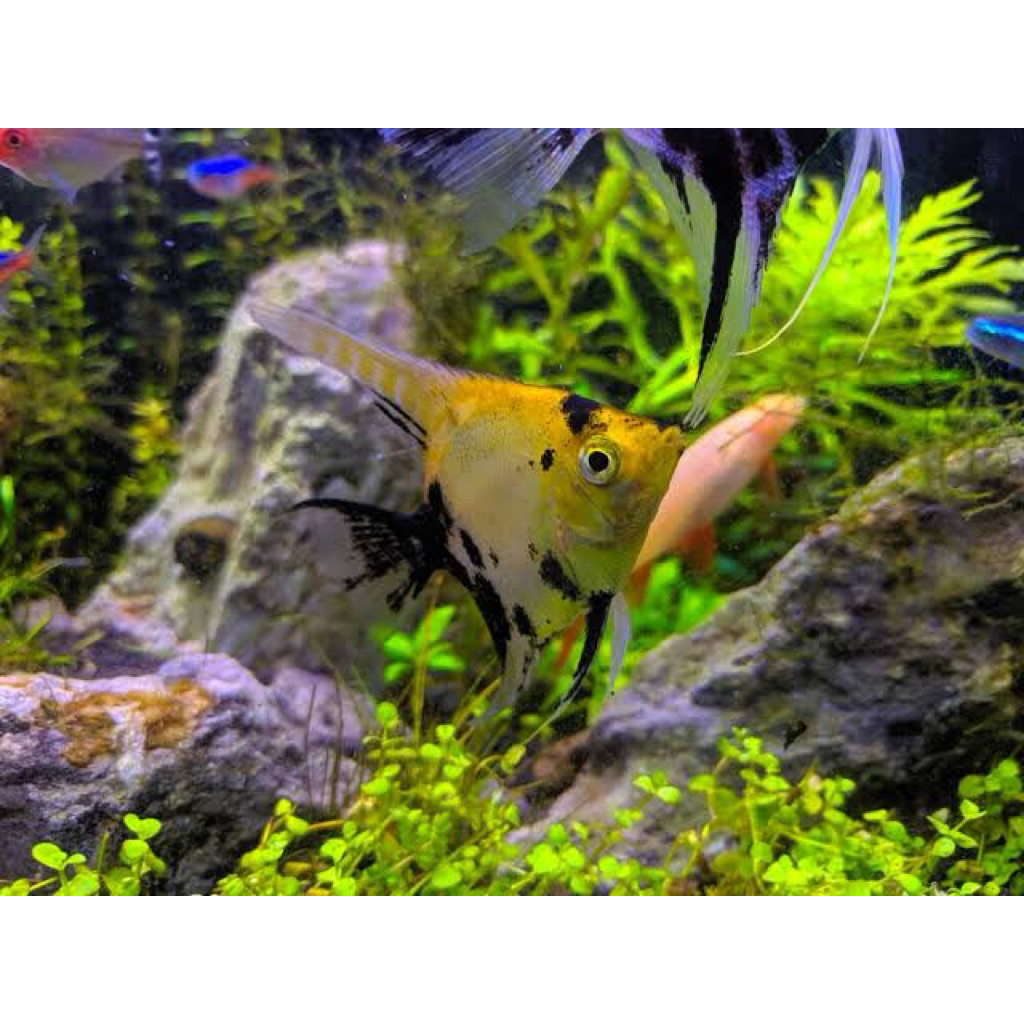 Ikan Manfish/Ikan Hias