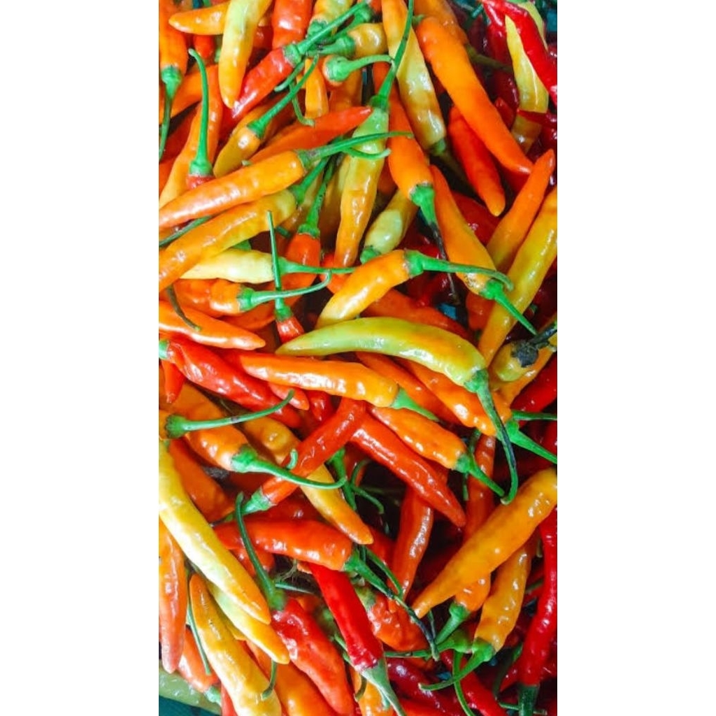 

cabai rawit merah 250gr