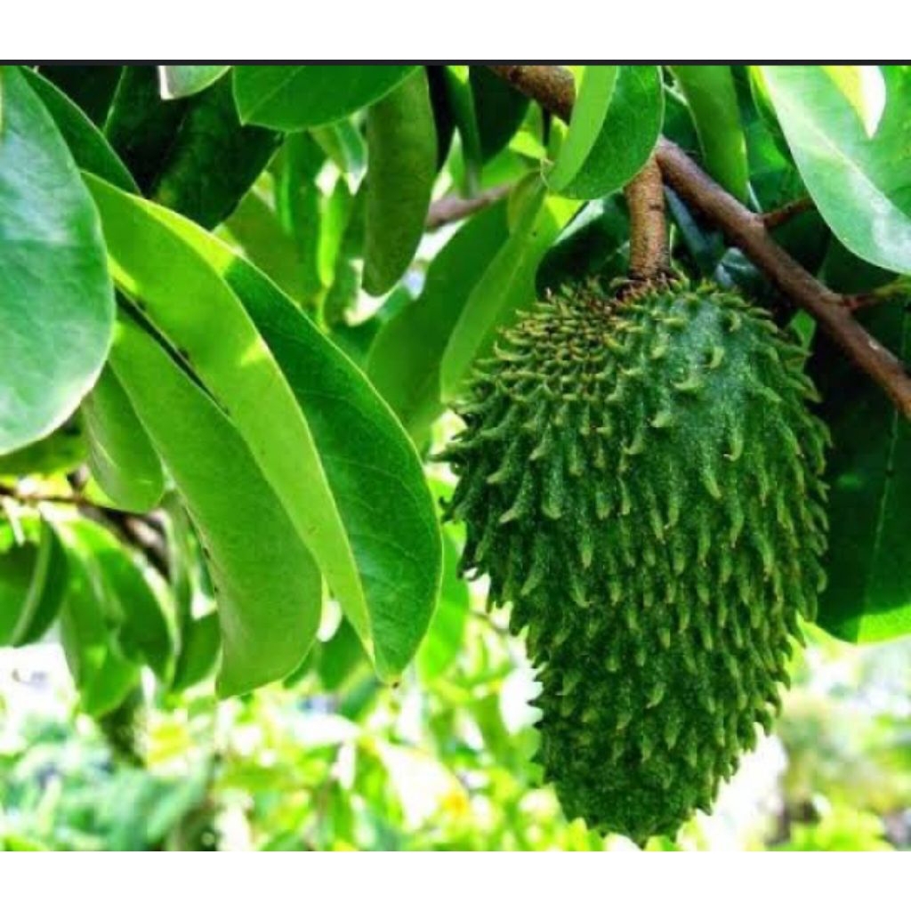 

DAUN SIRSAK SEGAR PER LEMBAR PETIK SAAT ADA ORDER