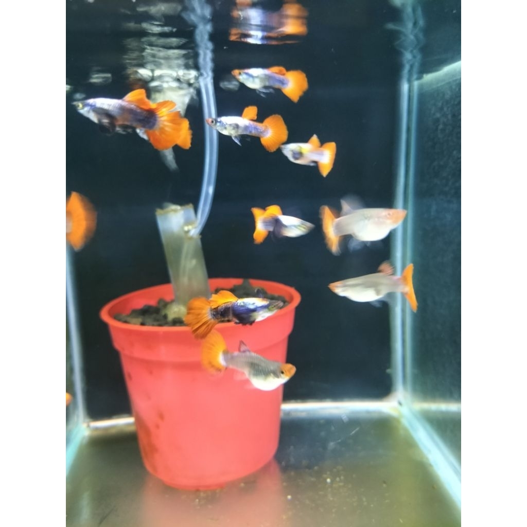 

STICKER CUSTOM GUPPY PRTDE KOI