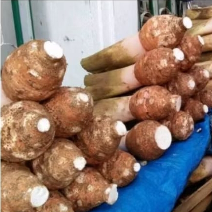 

Talas bogor asli talas pratama