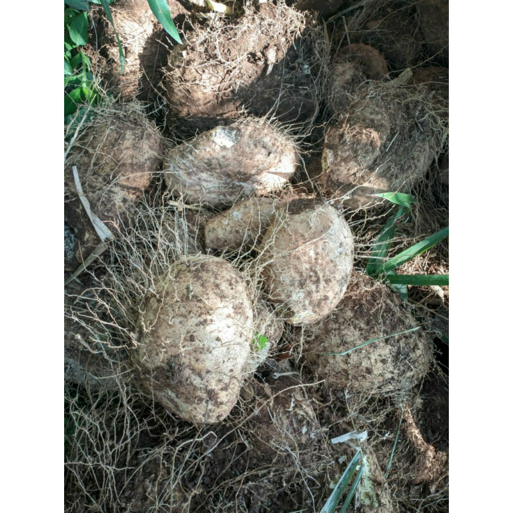 

gadung asli hutan 1kg segar bahan kripik makanan