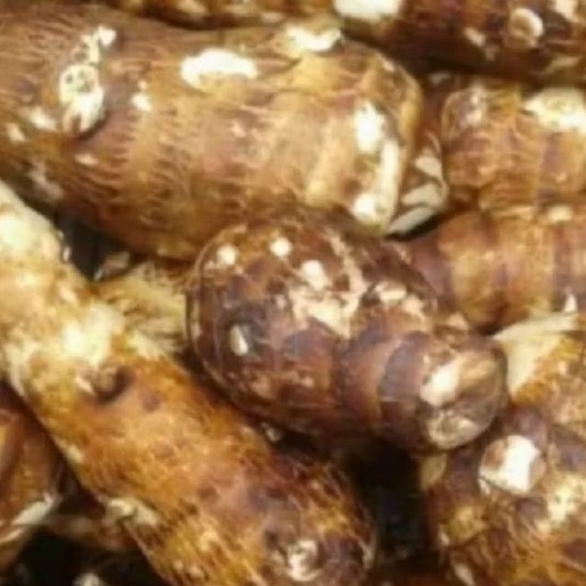 

Umbi talas gajah kimpul pulen 500grm