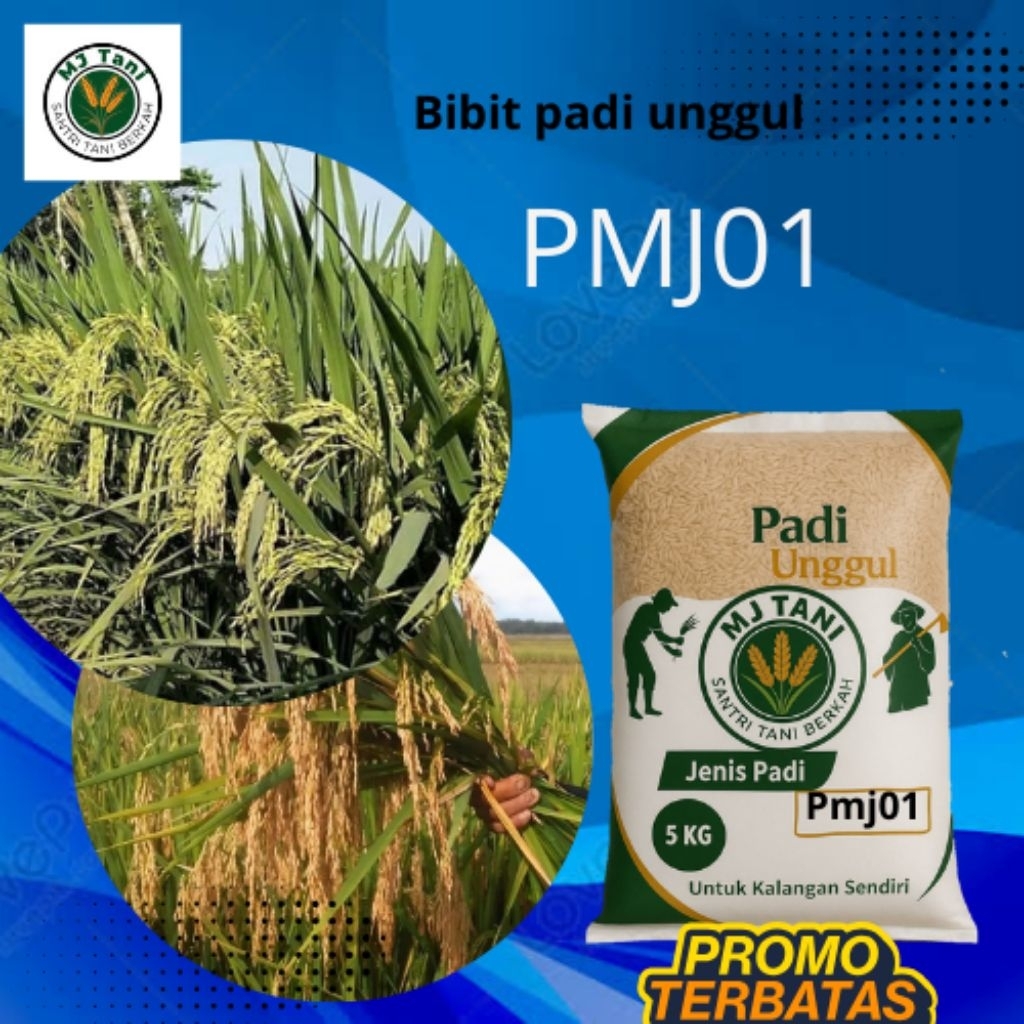bibit padi unggul terbaru PMJ01