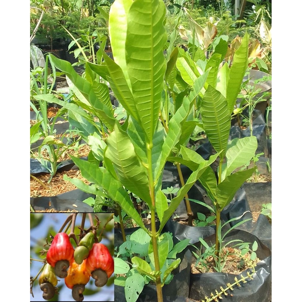 Bibit pohon jambu mete/jambu monyet