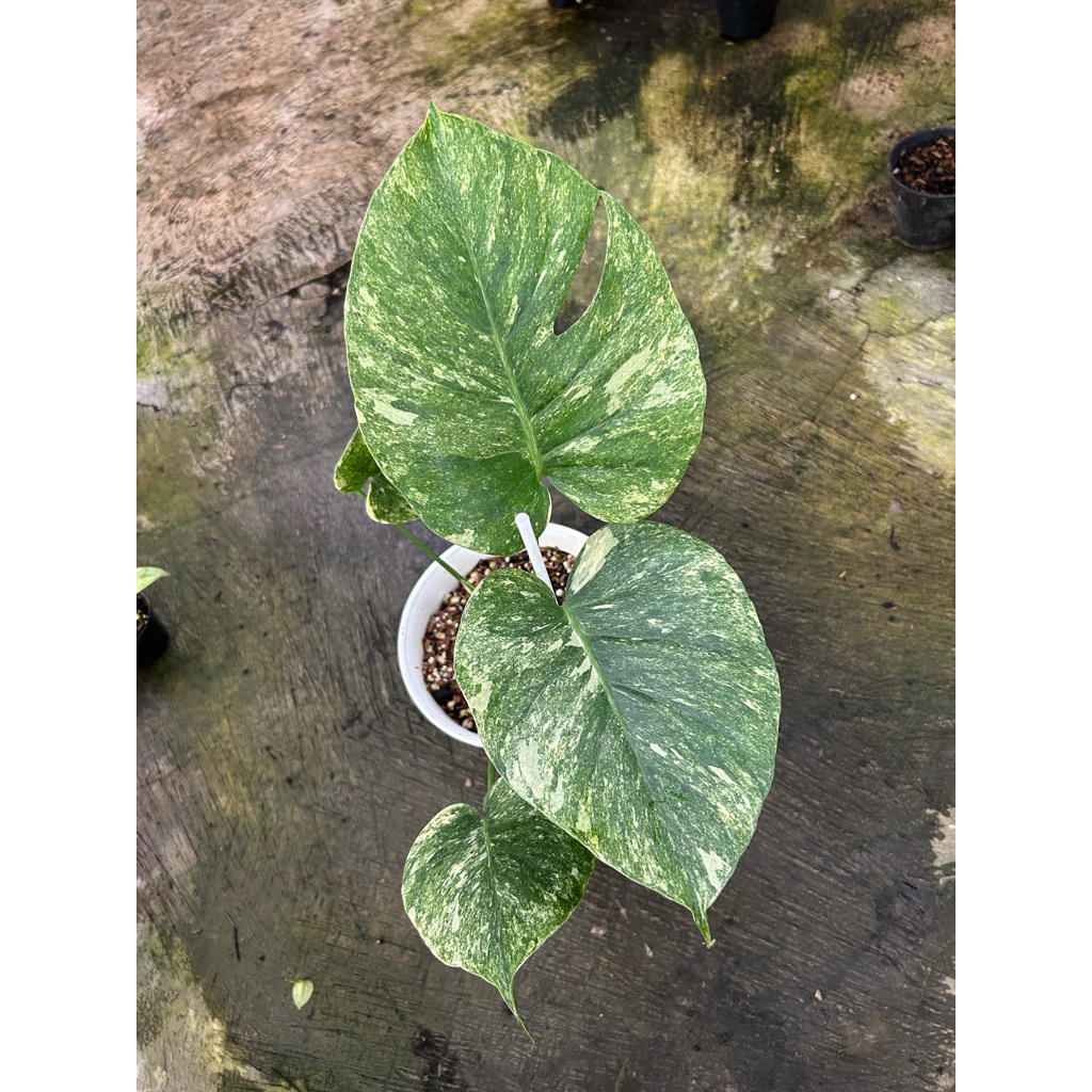 Monstera Deliciosa Legacy Variegata
