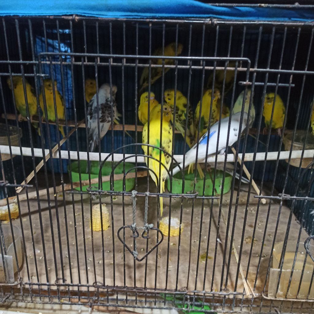 Burung Parkit Dewasa Loper Warna Cerah pilihn Terbaik