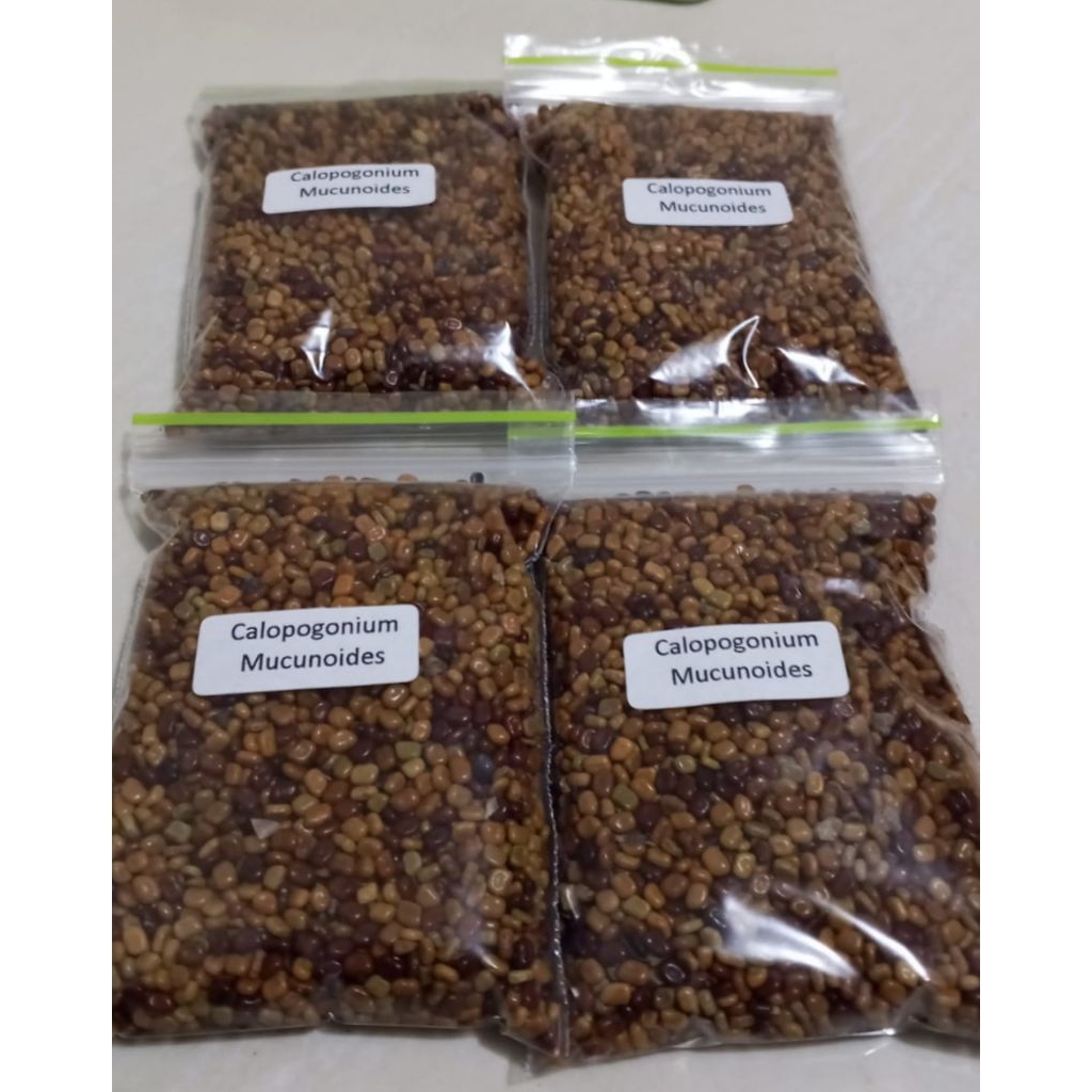 50 gram Biji Benih Bibit Kacang kacangan CM (Calopogonium Mucunoides) kacang calopogonium mucunoides