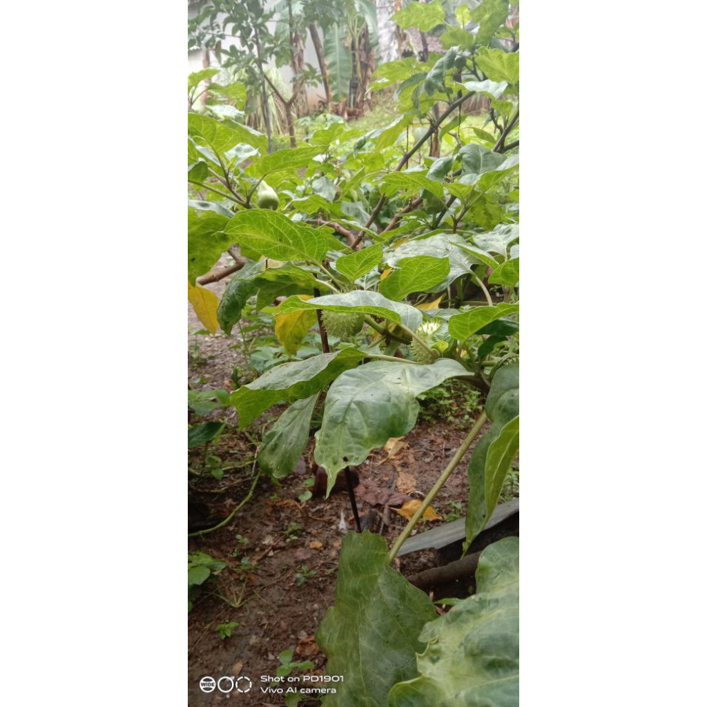 buah kecubung segar satuan