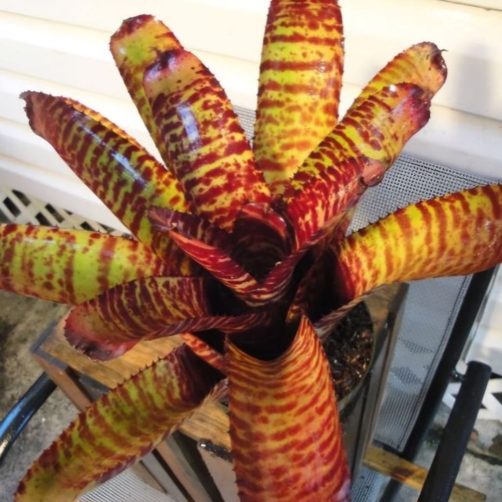 Bromelia Tiger - Bromelia Cat Mando - Bromelia Macan - Bromelia Neoregelia Tiger - Bromelia Koleksi