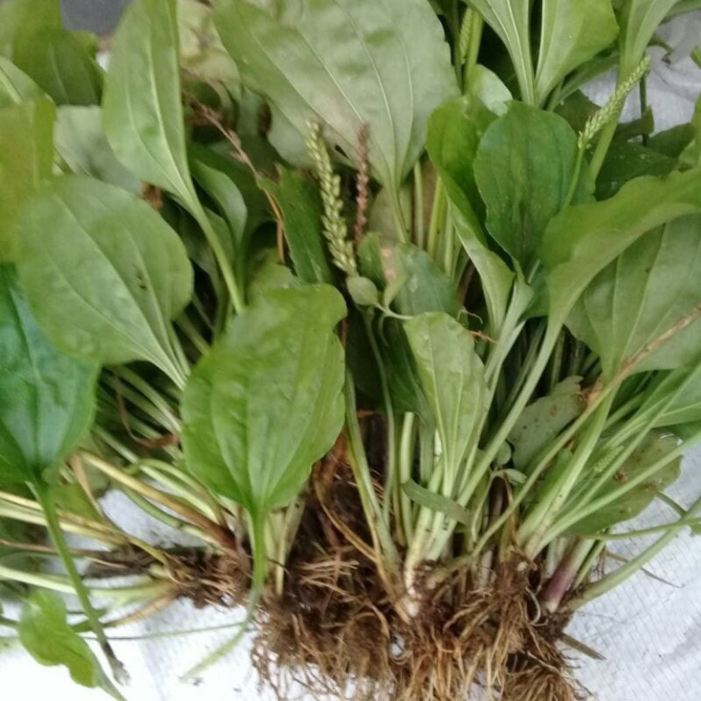 

Daun Ki Urat atau daun sendok segar dan fres kemasan 250grm