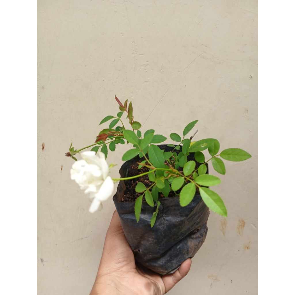 Mawar MEDAN putih | Mawar Kampung Wangi