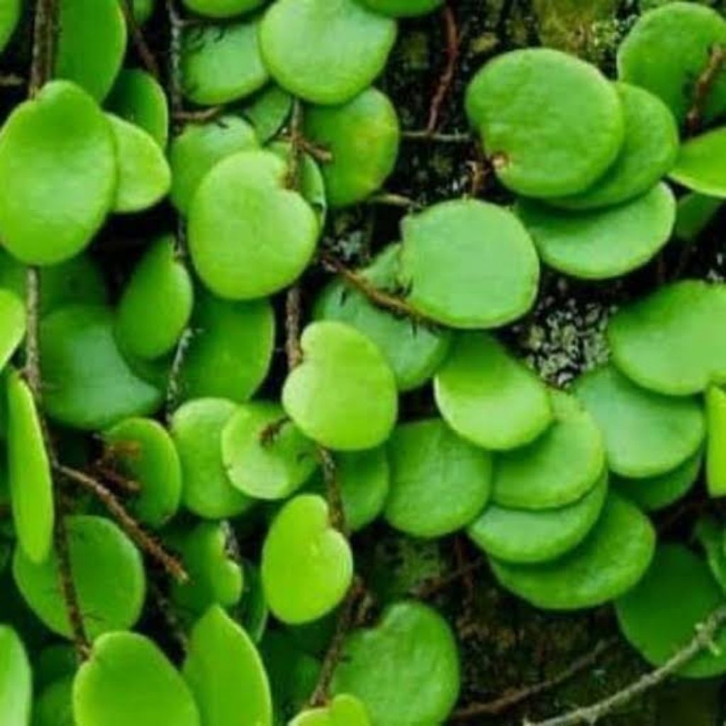 

daun sisik naga picisan obat herbal obat tradisional