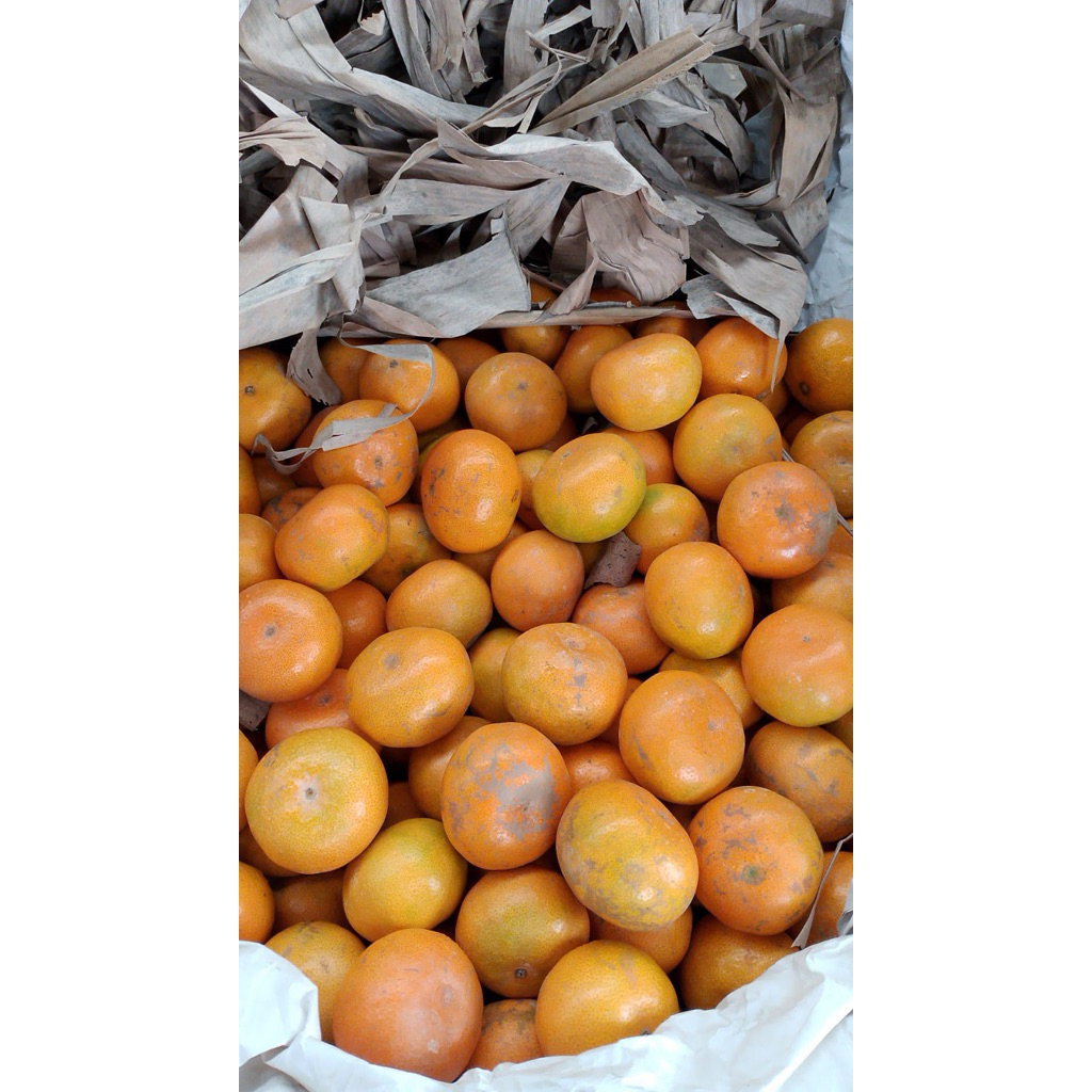 

Jeruk Medan 1 kg