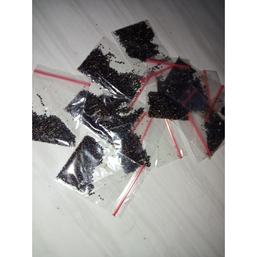 

biji bayam cabut berkualitas benih bayam cabut