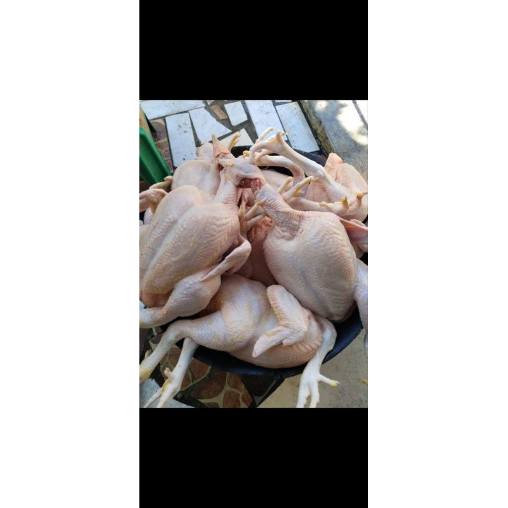 

Ayam Tua Premium Khusus Bakmi ( Besar )
