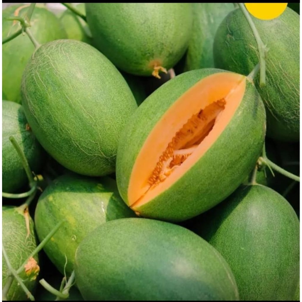 Melon Hamigua Adinda 10gr