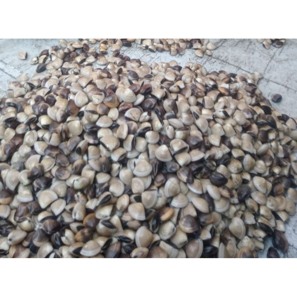 

kerang tahu 1kg