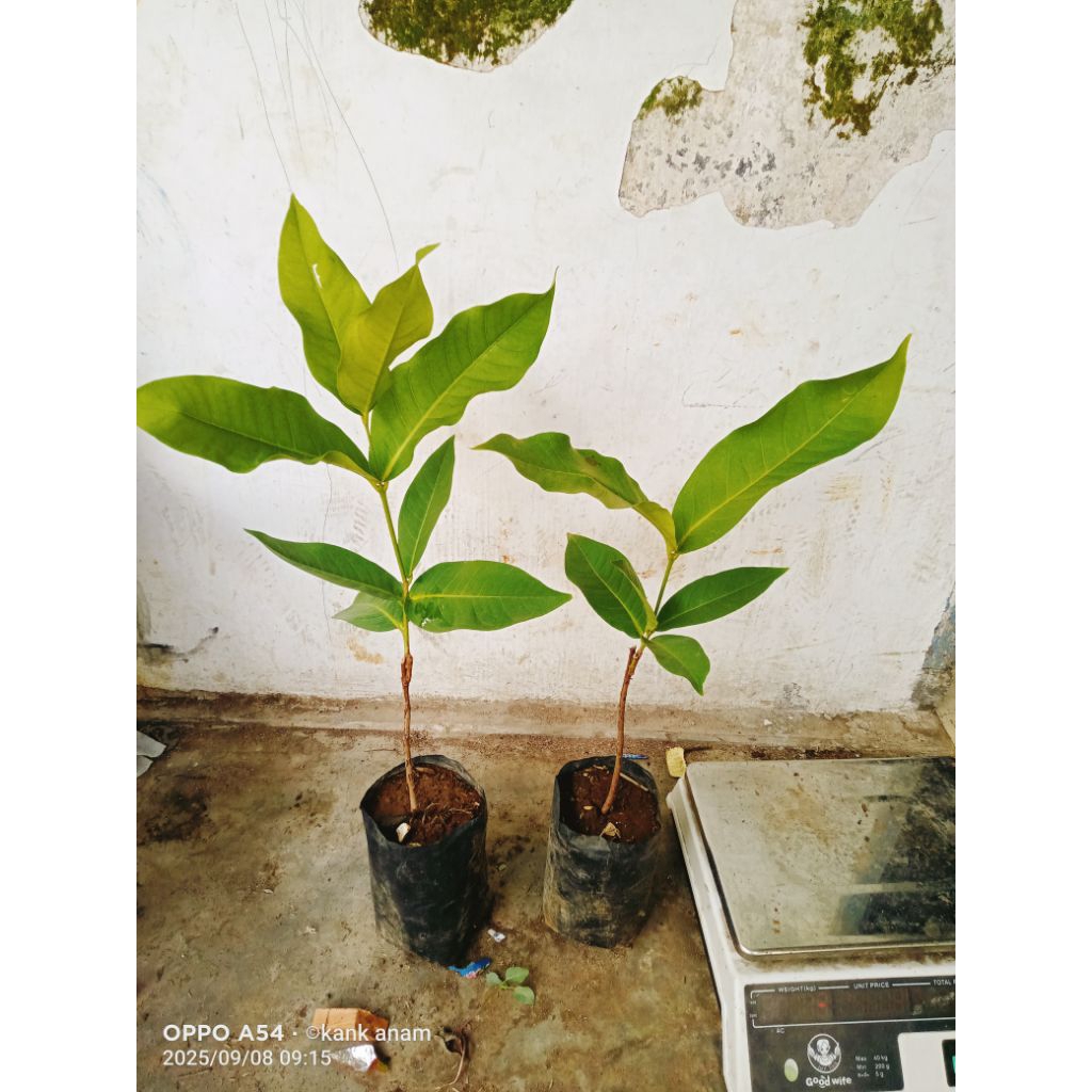 bibit Jambu air green Giant okulasi