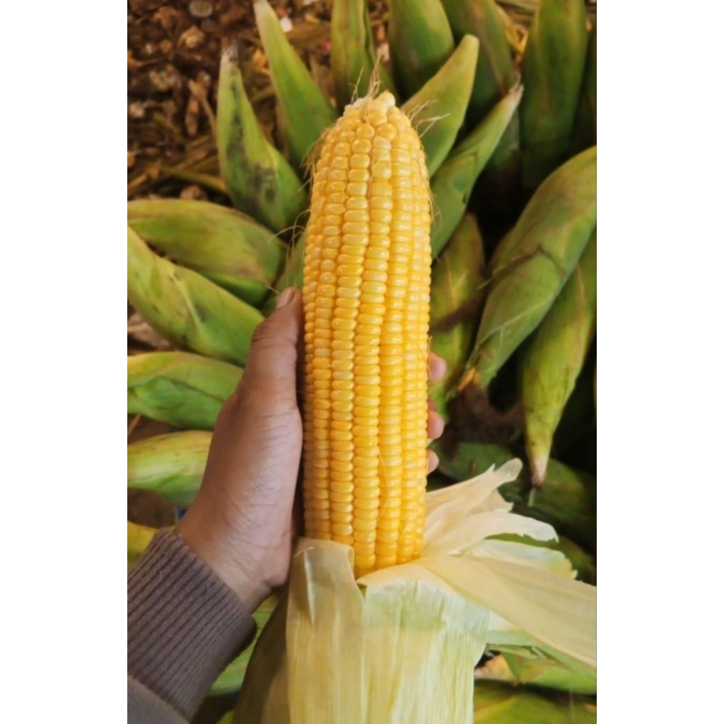 

Jagung Manis Sayuran Segar