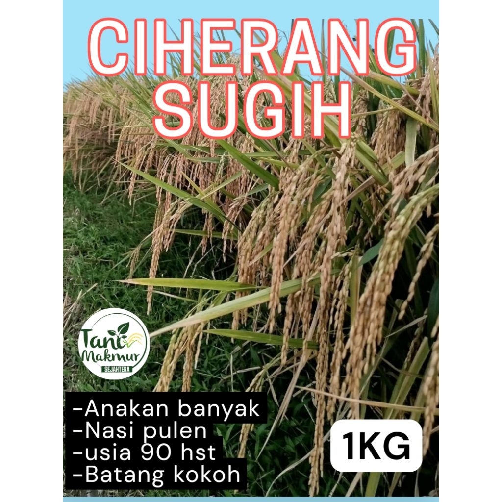 Benih padi ciherang sugih / cisugih original kemasan 1kg
