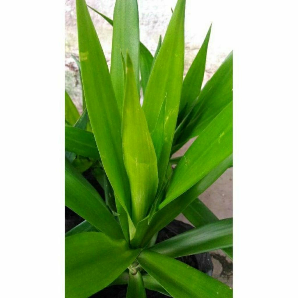 

daun suji pewarna makanan alami 50 lembar