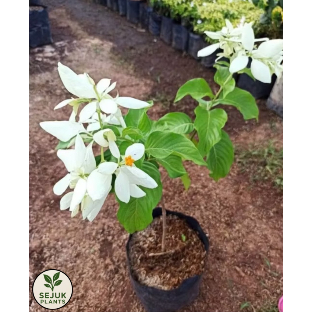 Tanaman Hias Nusa Indah Putih Bunga Segar Cantik Hidup Dalam Pot