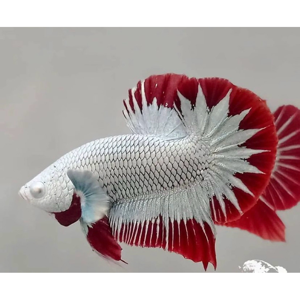 cupang red dragon snow merah putih paling cantik istimewa