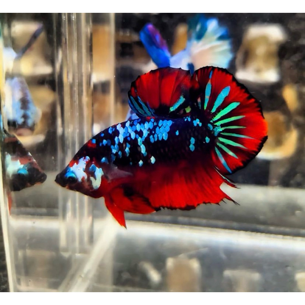 cupang avatar blink blink bahanan terbaik