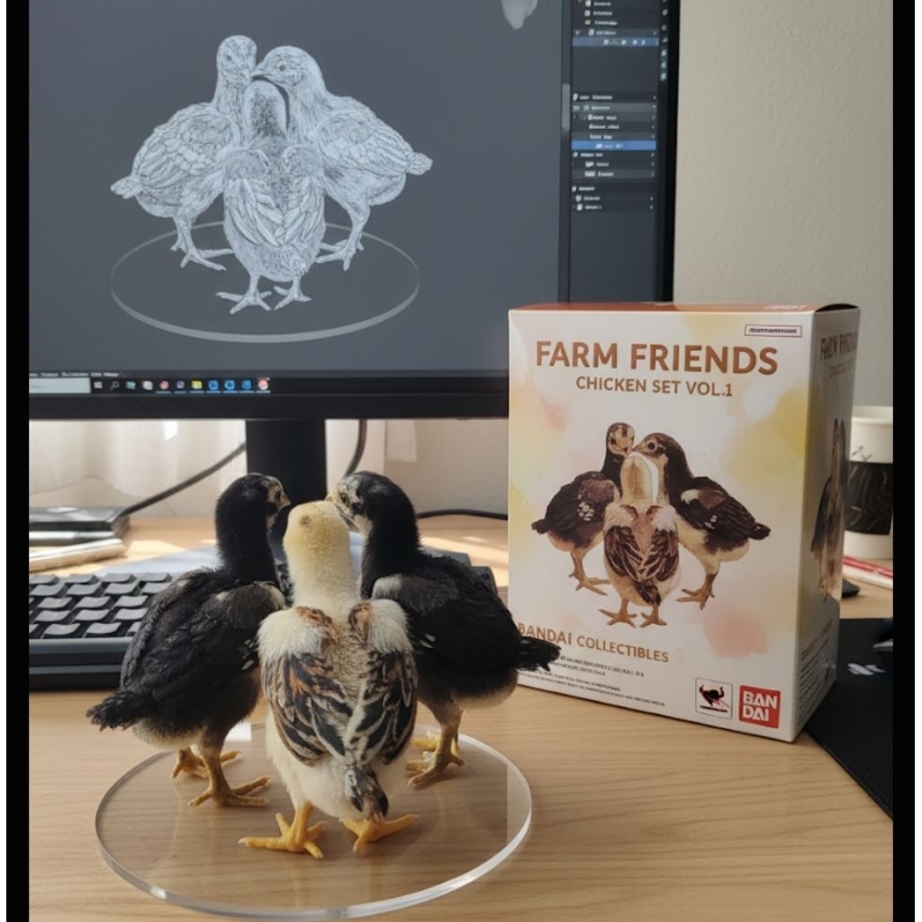 asli "/bukanmaina" ,  asl¹Ayam pakoy koyngon DOC pitikan koyngon